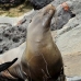 lion_sea_galapagos_san_v_0232_ecu2431.jpg